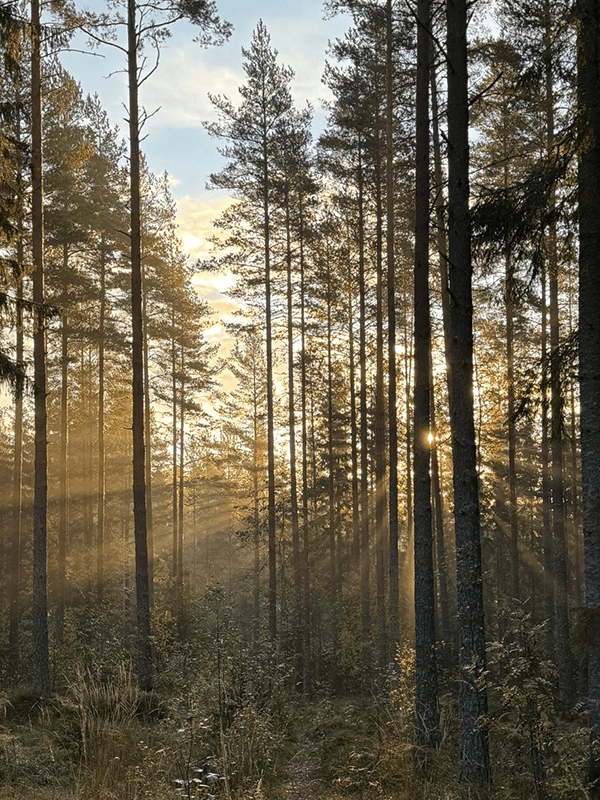 ferienhaus_schweden_start_01